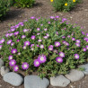 Delosperma Jewel of Desert Rosequartz®, Pourpier vivace