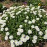 Delosperma Jewel of Moon Stone®, Pourpier vivace