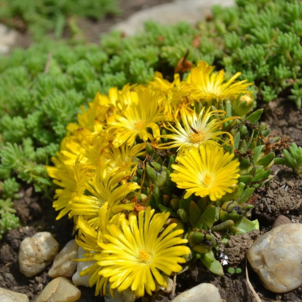 Delosperma, Pourpier congestionné, Pourpier vivace