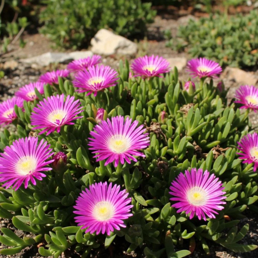 Delosperma sutherlandii, Pourpier vivace