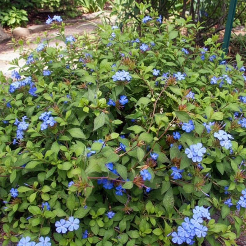 Dentelaire griffithii, Ceratostigma