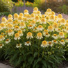 Échinacée Lemon Drop