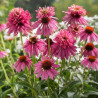 Échinacée purpurea Double Decker
