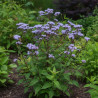 Eupatoire à port d\'Ageratum