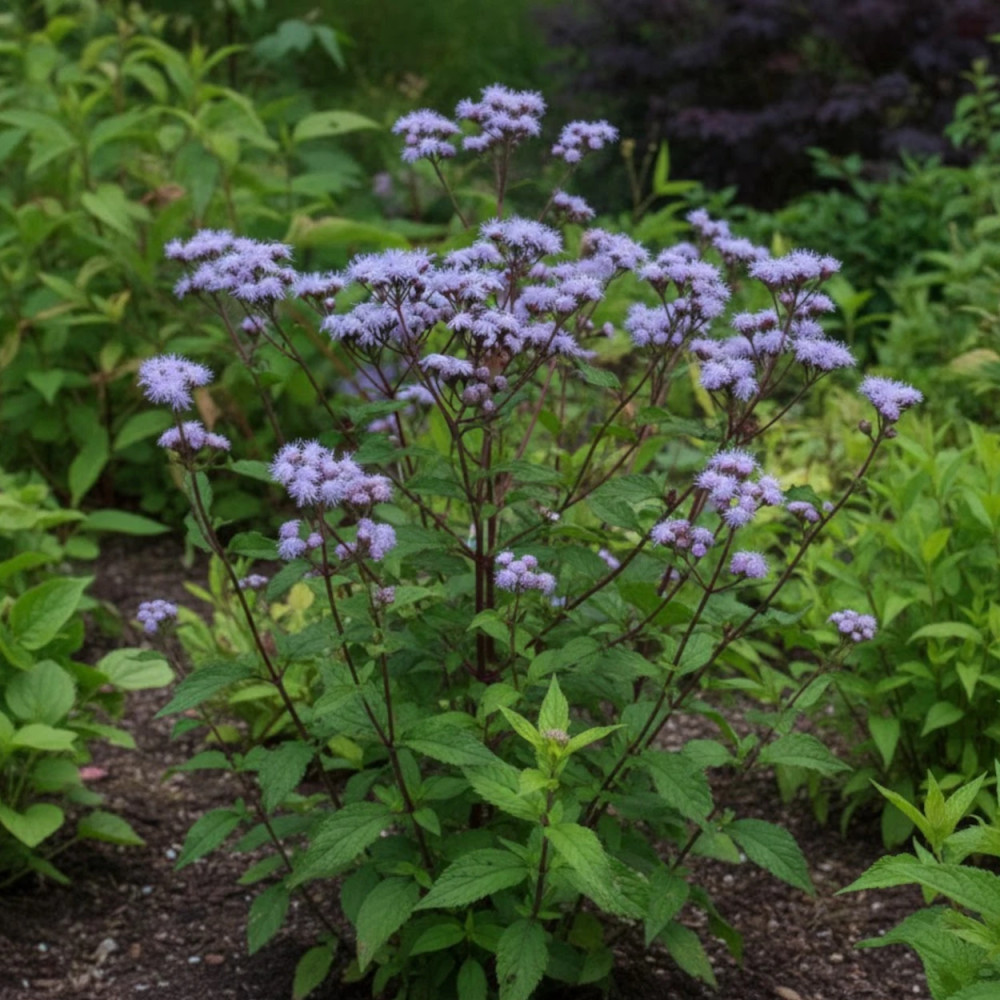 Eupatoire à port d'Ageratum Eupatoire à port d'Ageratum