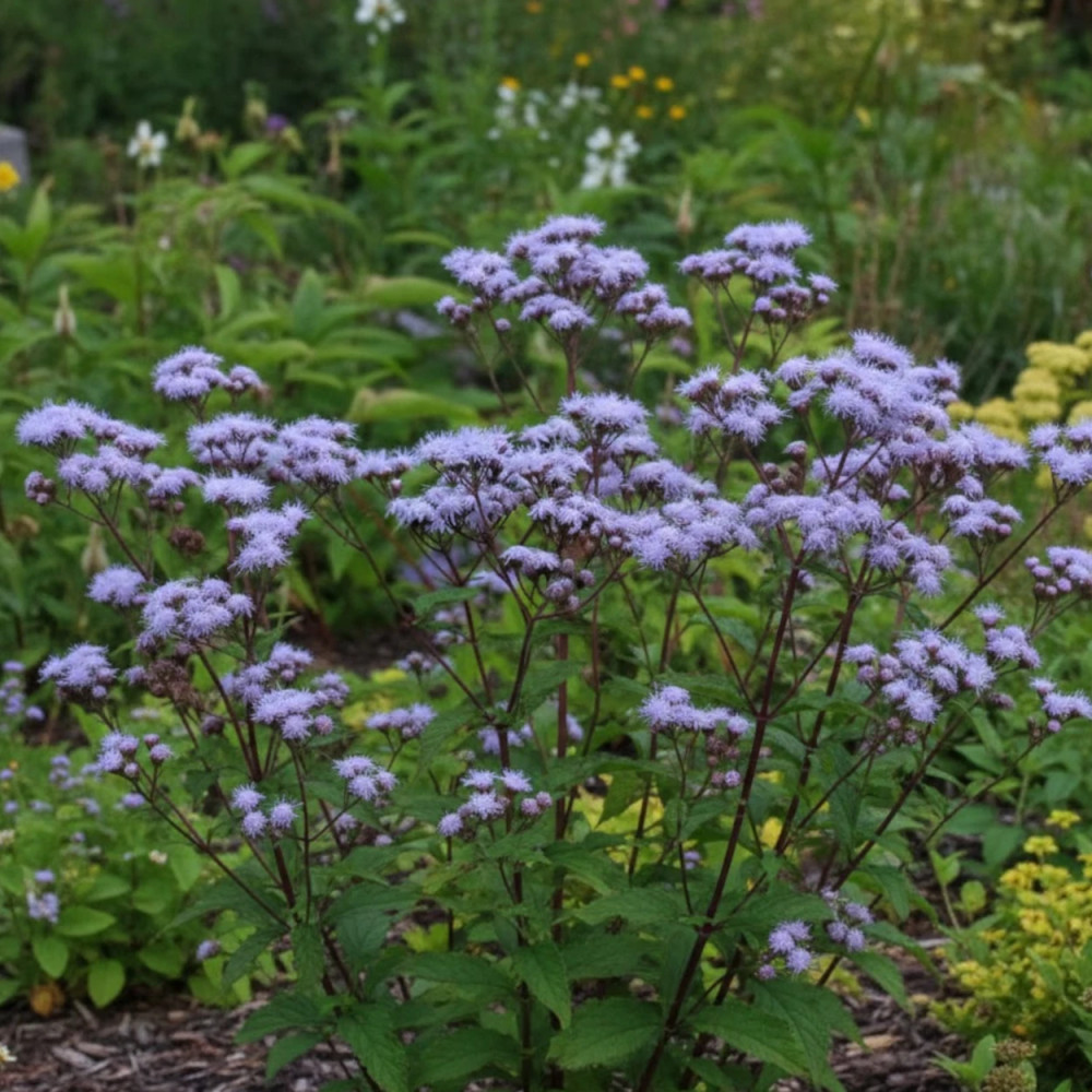 Eupatoire à port d'Ageratum Eupatoire à port d'Ageratum