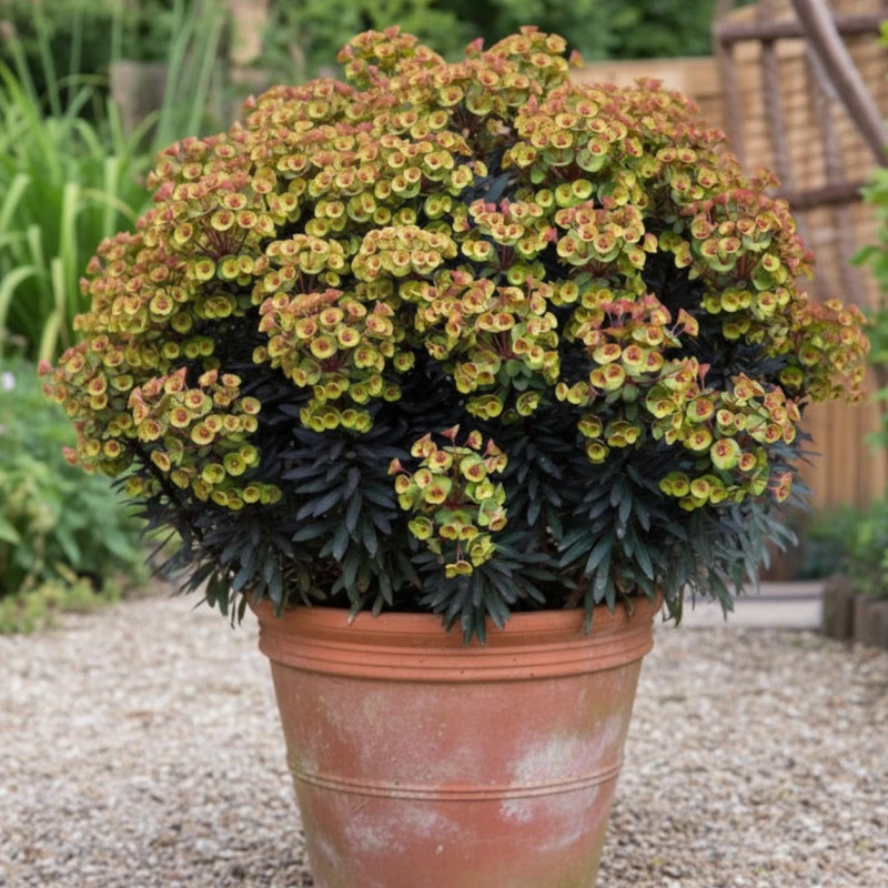 Euphorbe Blackbird® 'Nothowlee'