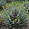 Euphorbe des Baléares