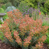 Euphorbe des garrigues Galaxy Glow®