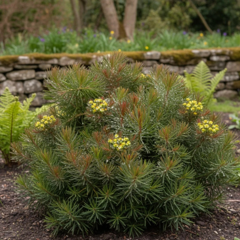 Euphorbe faux cyprès Clarice Howard