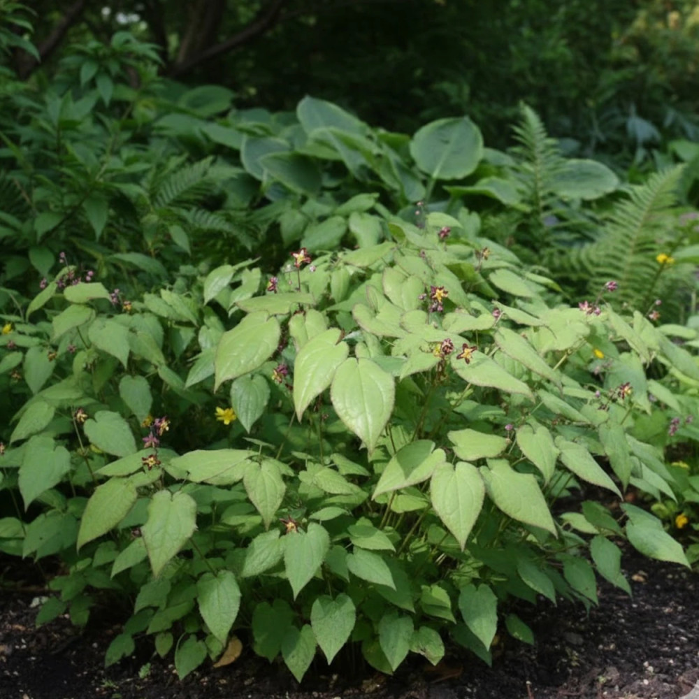 Fleur des Elfes alpinum, Epimedium