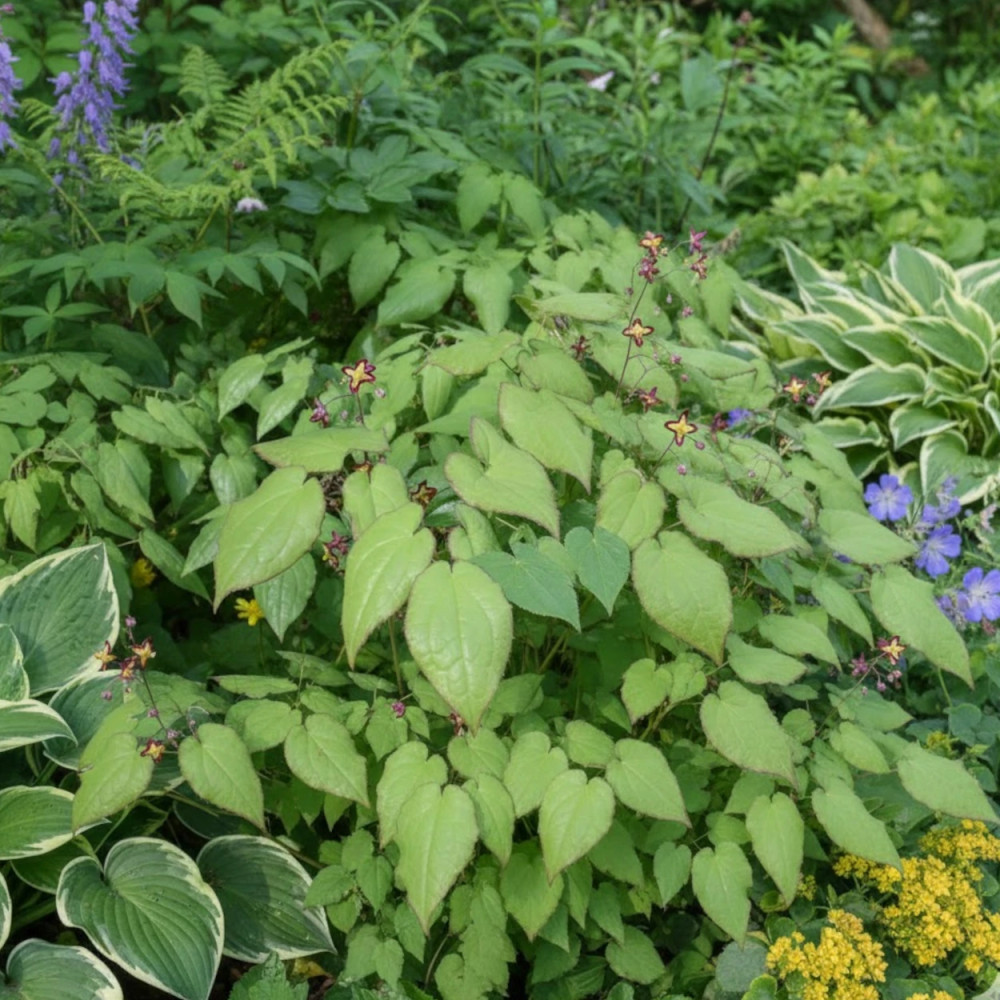 Fleur des Elfes alpinum, Epimedium