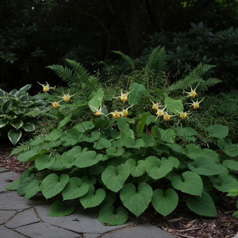 Fleur des Elfes Amber Queen, Epimedium