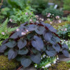 Fleur des Elfes Black Sea, Epimedium