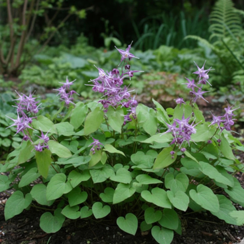 Fleur des Elfes Lilafee, Epimedium