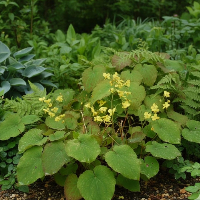 Fleur des Elfes perralderianum, Epimedium