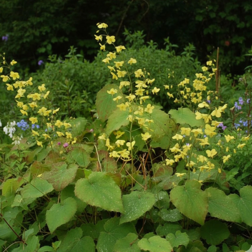 Fleur des Elfes perralderianum, Epimedium