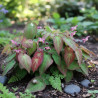 Fleur des Elfes rubrum, Epimedium