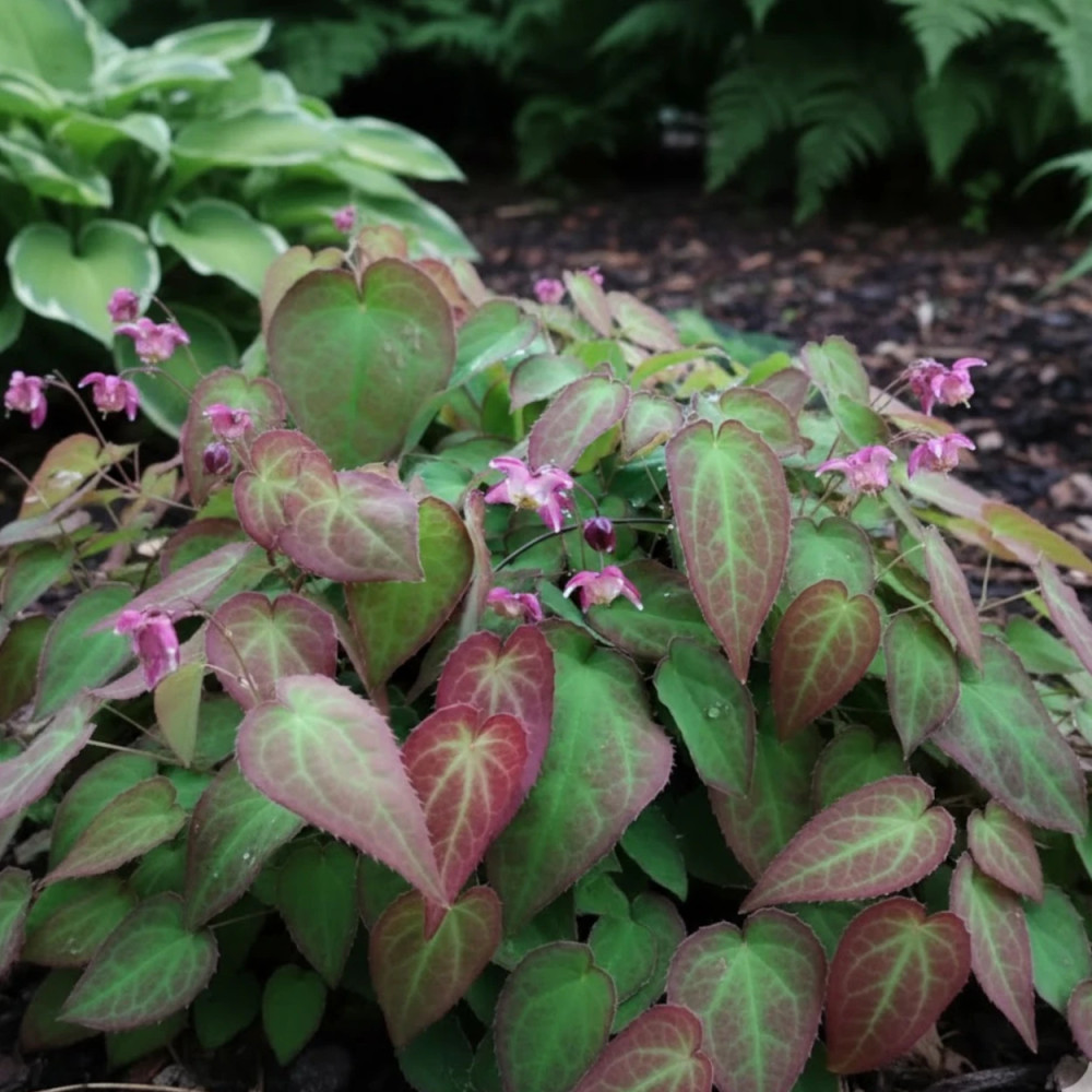 Fleur des Elfes rubrum, Epimedium