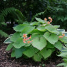 Fleur des Elfes warleyense, Epimedium