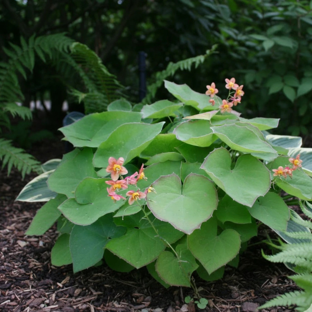 Fleur des Elfes warleyense, Epimedium