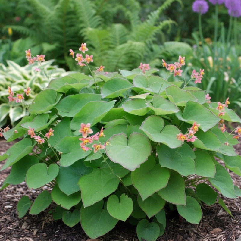 Fleur des Elfes warleyense, Epimedium