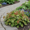 Fleur des Elfes Wudang Star, Epimedium
