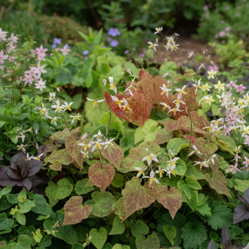 Fleur des Elfes Wudang Star, Epimedium