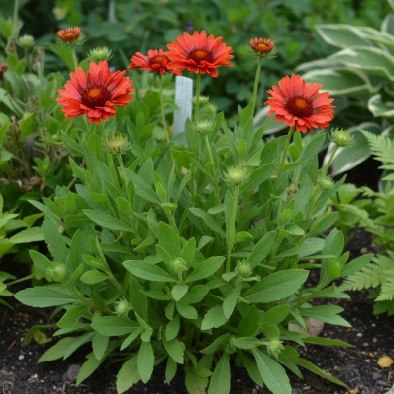Gaillarde aristée Celebration®