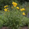 Gaillarde Aurea Pura