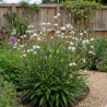 Gaura Cool Breeze