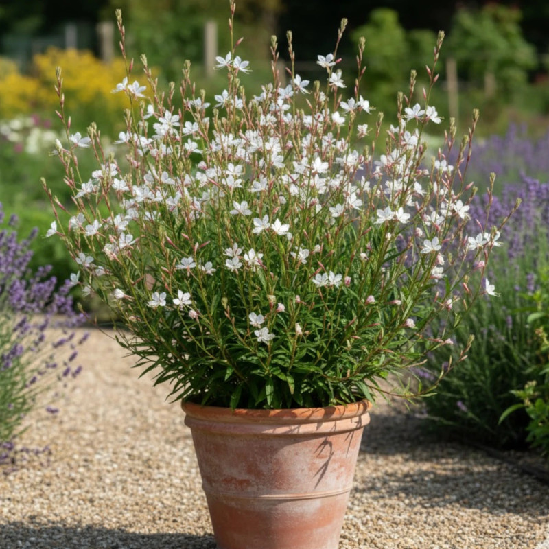 Gaura Cool Breeze