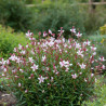 Gaura Emmeline Pink Bouquet