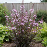Gaura Passionate Blush