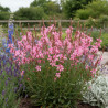Gaura Siskiyou Pink