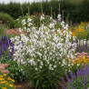 Gaura Snowstorm