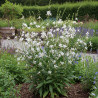 Gaura Sparkle White