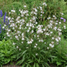 Gaura Summer Breeze