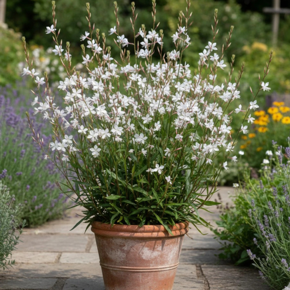 Gaura Summer Breeze