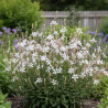 Gaura Whirling Butterflies