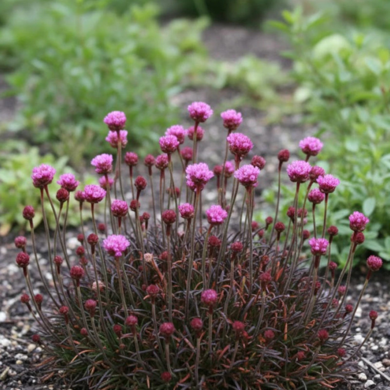 Gazon d'Espagne Rubrifolia