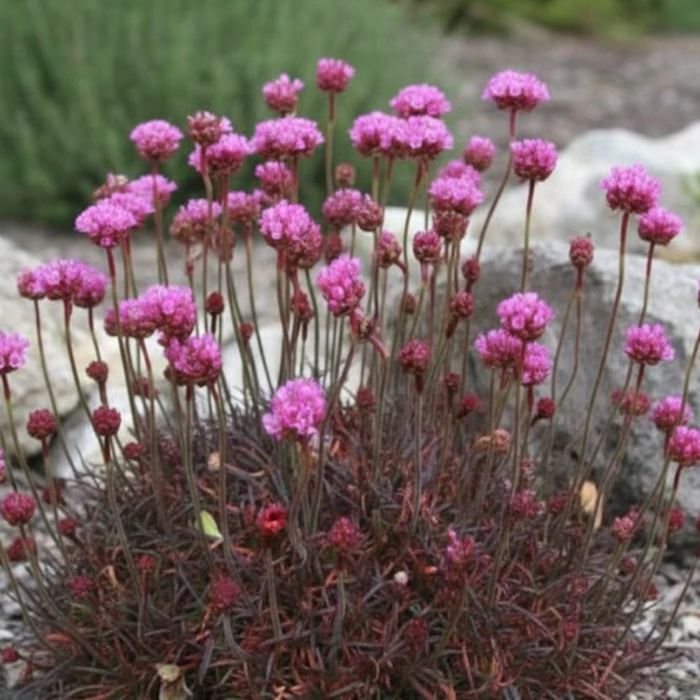 Gazon d'Espagne Rubrifolia Gazon d'Espagne Rubrifolia