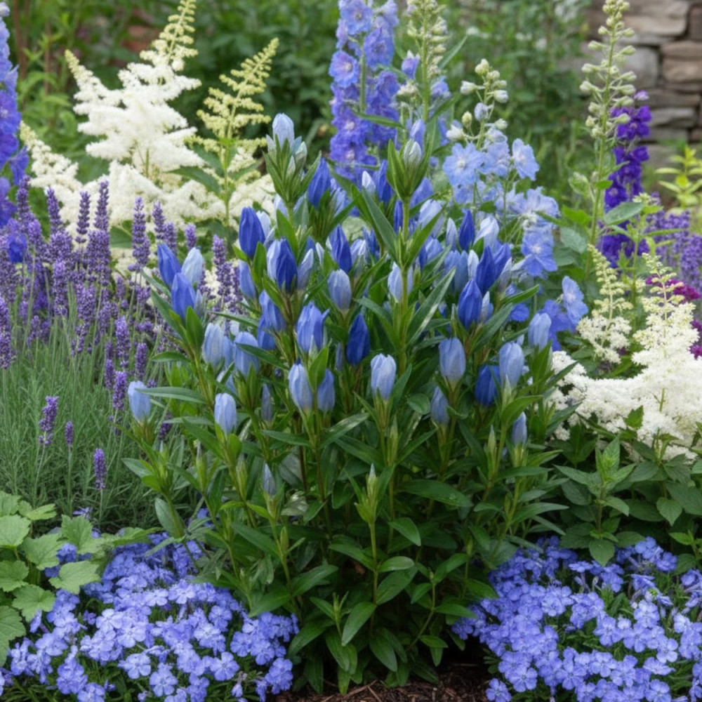 Gentiane makinoi Blue Star® Gentiane makinoi Blue Star®