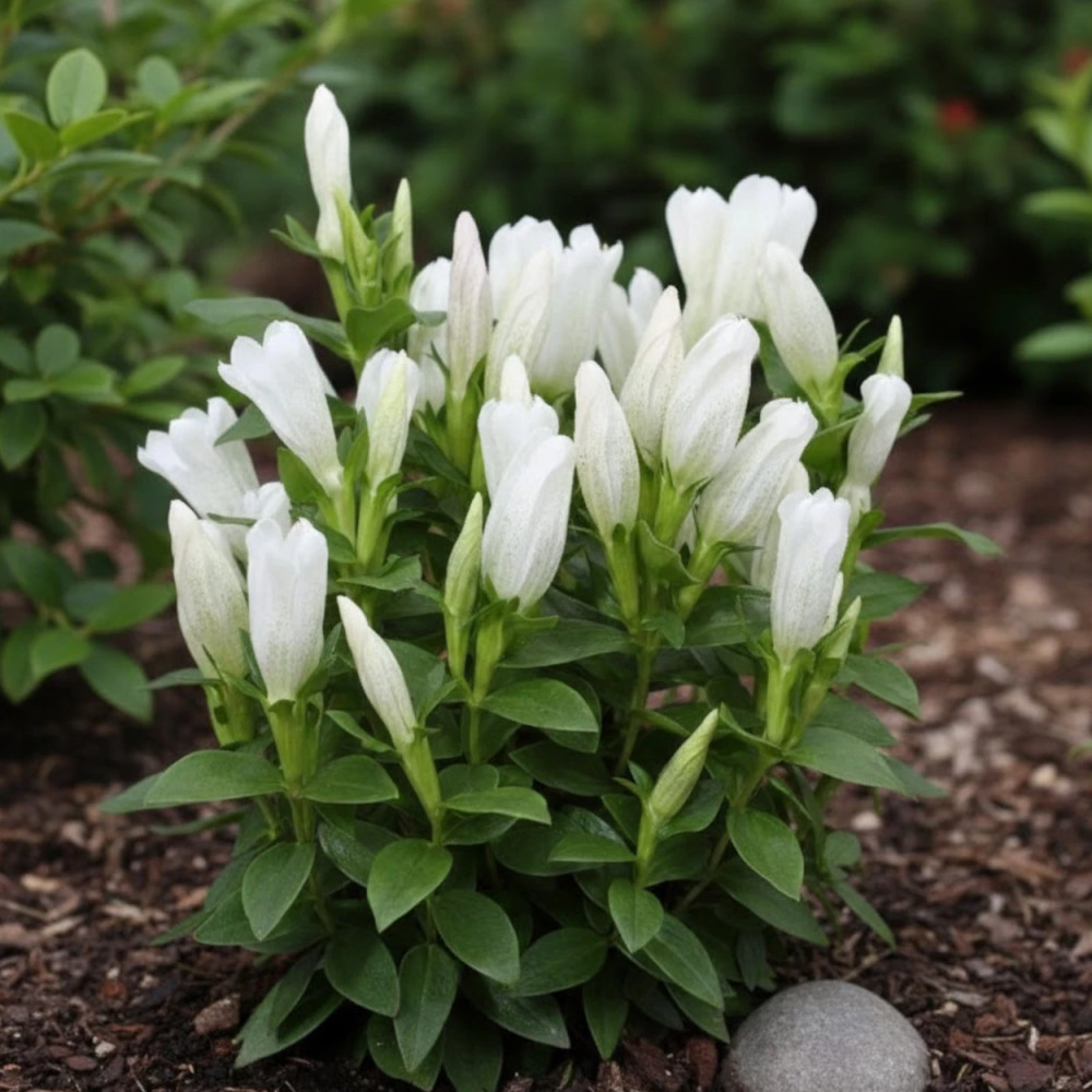 Gentiane makinoi White Star®
