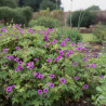Géranium vivace Ann Folard