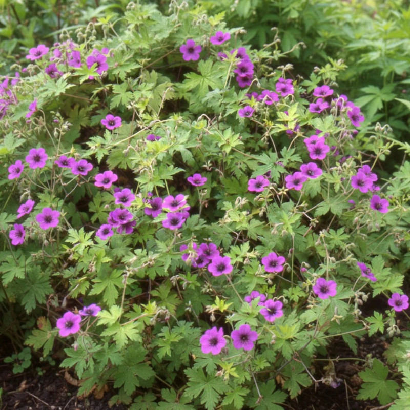 Géranium vivace Ann Folard