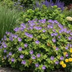 Géranium vivace Blue Sunrise