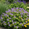 Géranium vivace Blue Sunrise