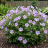 Géranium vivace Blushing Turtle®