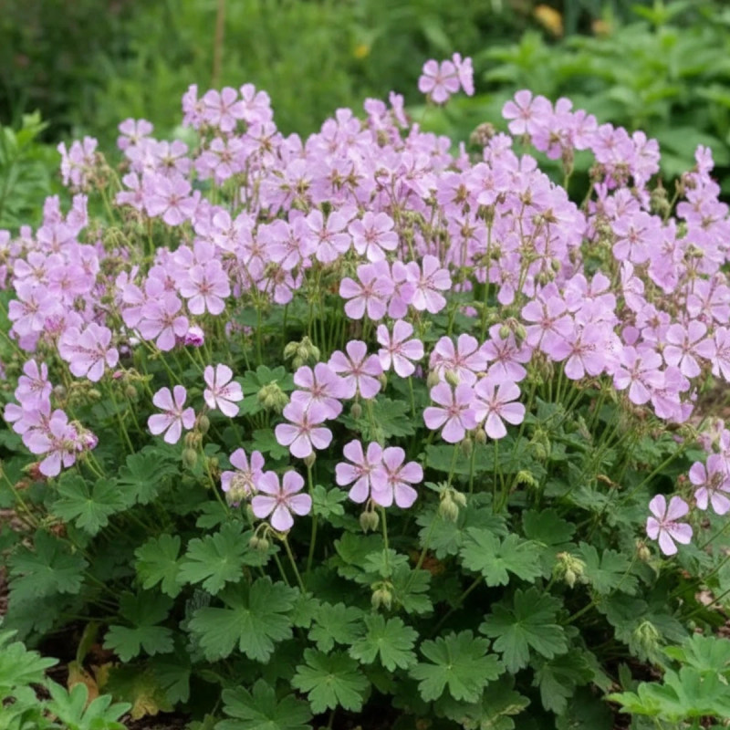 Géranium vivace Cambridge